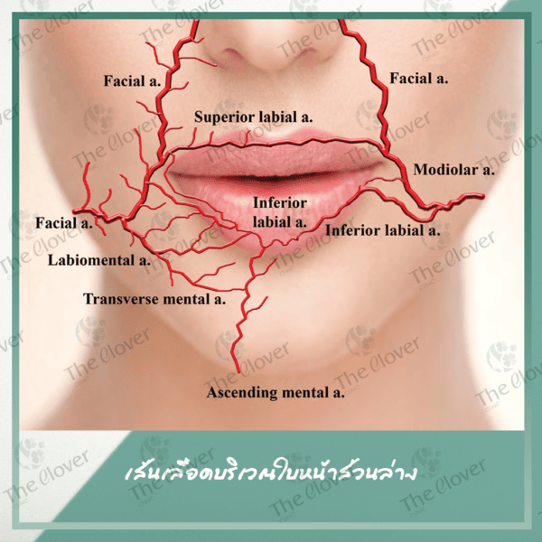 เส้นเลือดใบหน้าส่วนล่าง